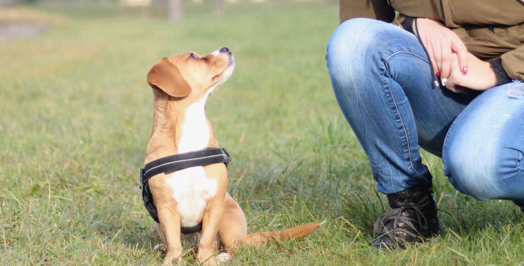 Hundetraining Pfoten Bande Waldkraiburg Hundeschule